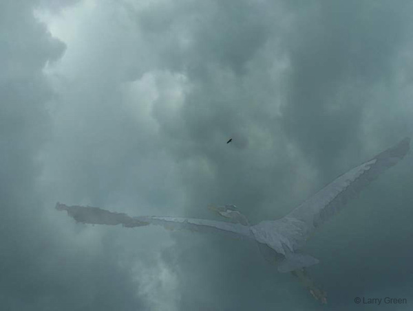 flight_heron_and_hawk