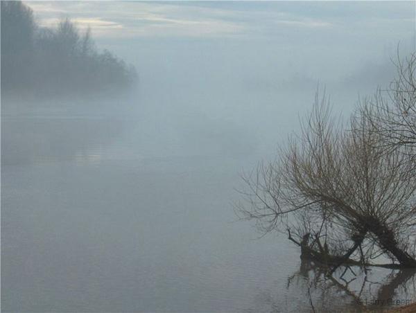 misty_river_gnarled_brush
