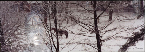 snowhorse_and_ghost