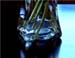 cut_stems_in_glass