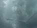 flight_heron_and_hawk