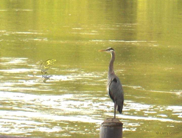 heron_closeup