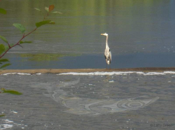 heron_midrange