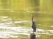heron_closeup