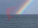 rainbow_trout