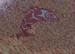 salmon_in_wave